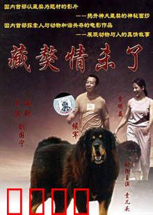 藏獒情未了:忠诚守护一生